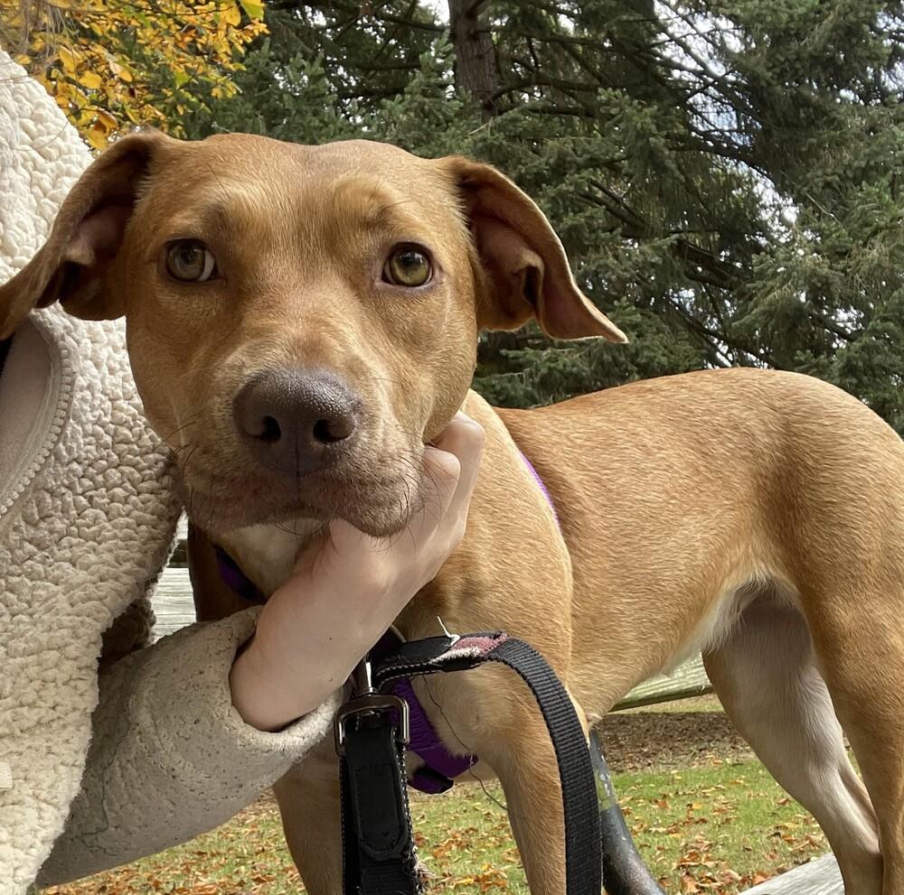 Enlarge Tazzy - AVAILABLE, a Adoptable mixed breed in Seattle, WA image 4/6