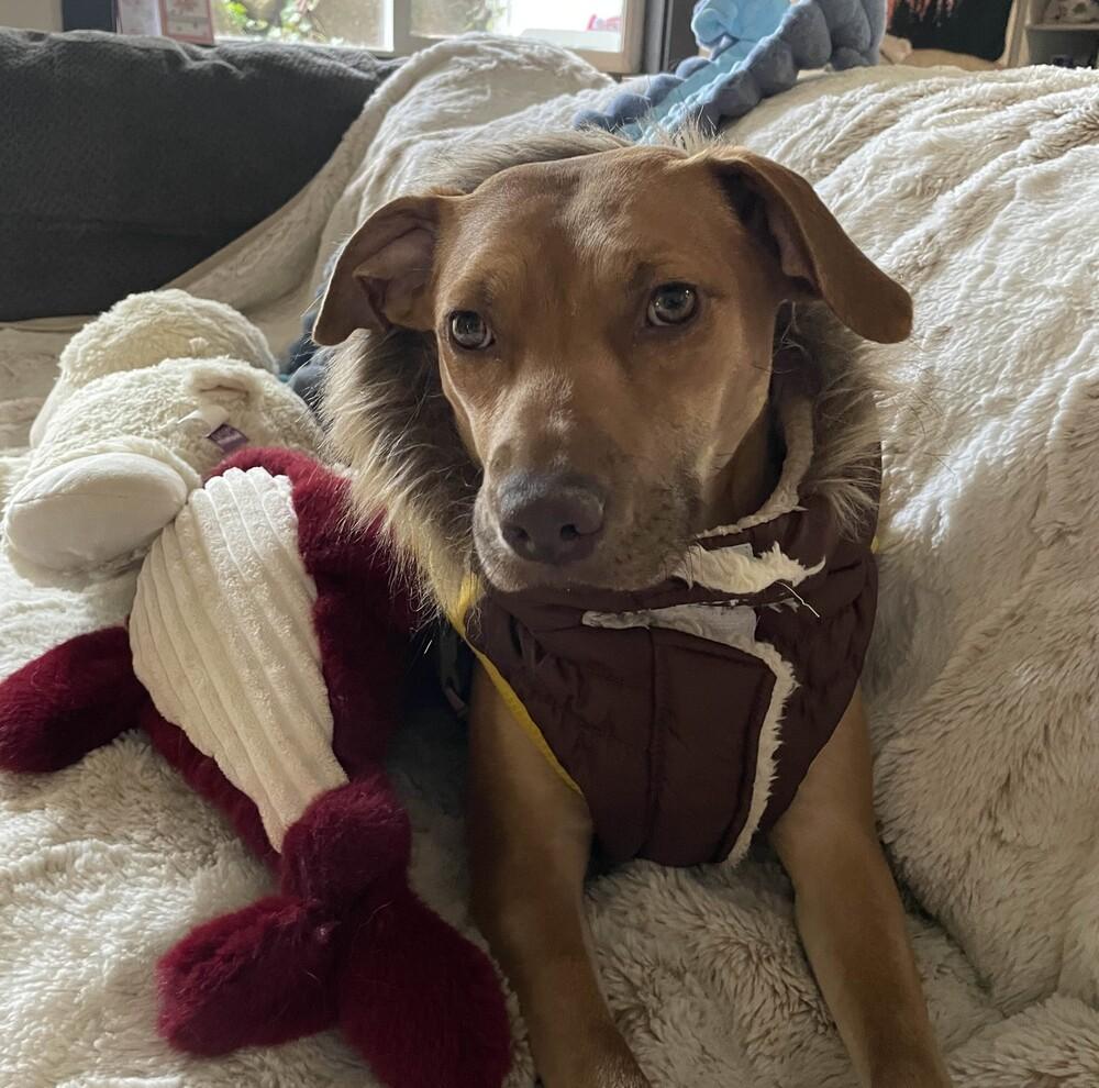 Enlarge Tazzy - AVAILABLE, a Adoptable mixed breed in Seattle, WA image 5/6