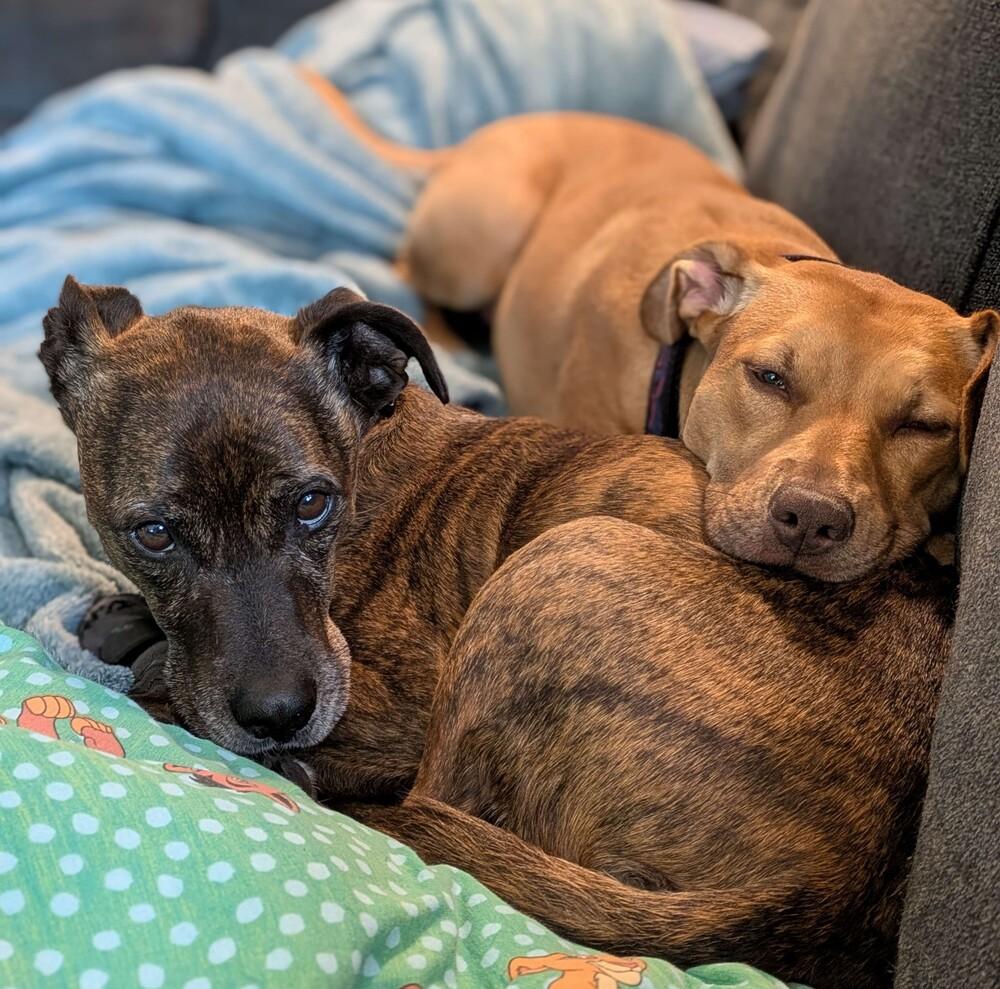 Enlarge Tazzy - AVAILABLE, a Adoptable mixed breed in Seattle, WA image 6/6