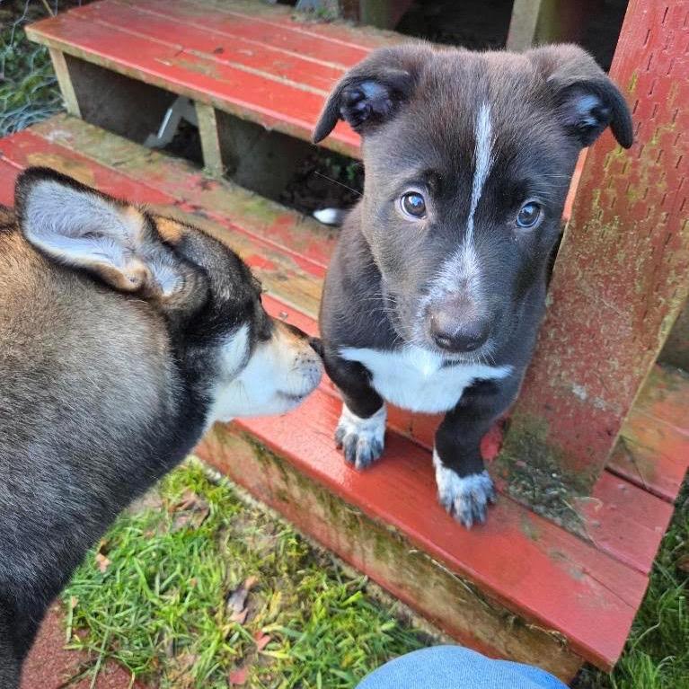Salmonberry, a Adoptable mixed breed in Tacoma, WA image 1/6