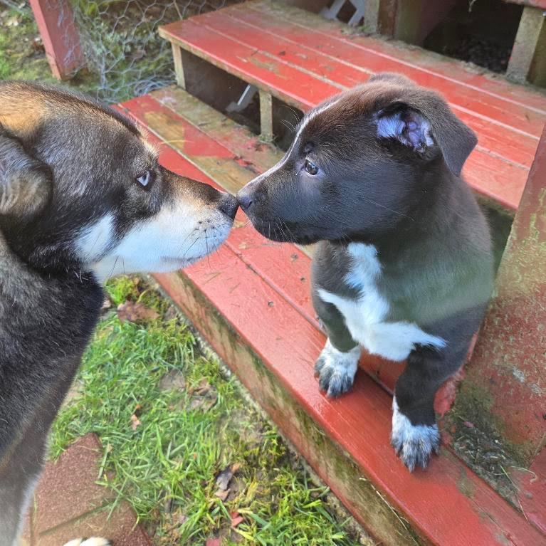 Salmonberry, a Adoptable mixed breed in Tacoma, WA image 2/6