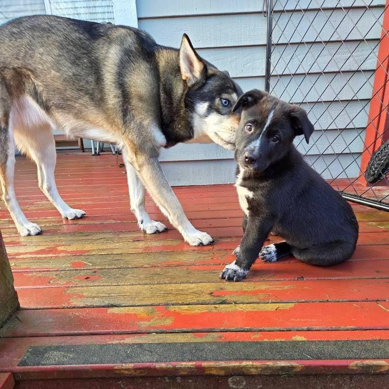 Salmonberry, a Adoptable mixed breed in Tacoma, WA image 3/6