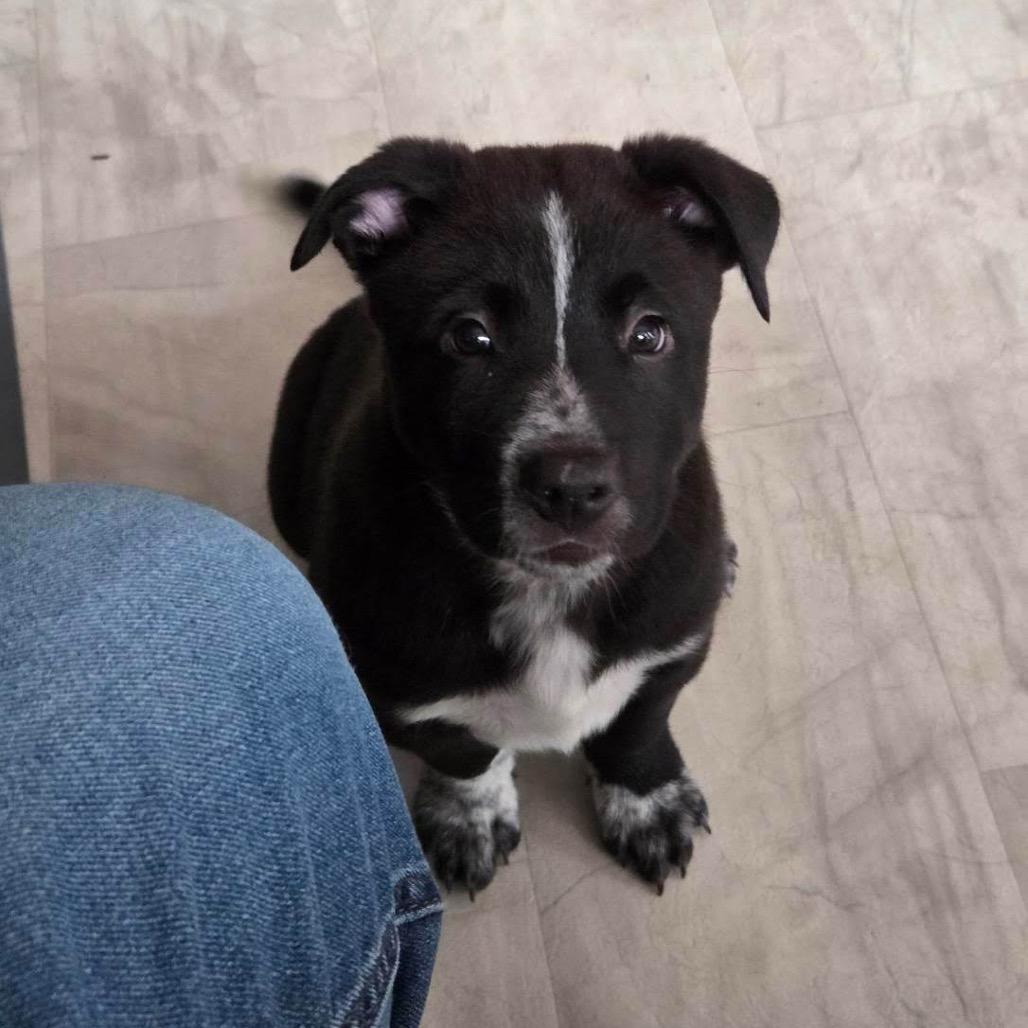 Salmonberry, a Adoptable mixed breed in Tacoma, WA image 4/6