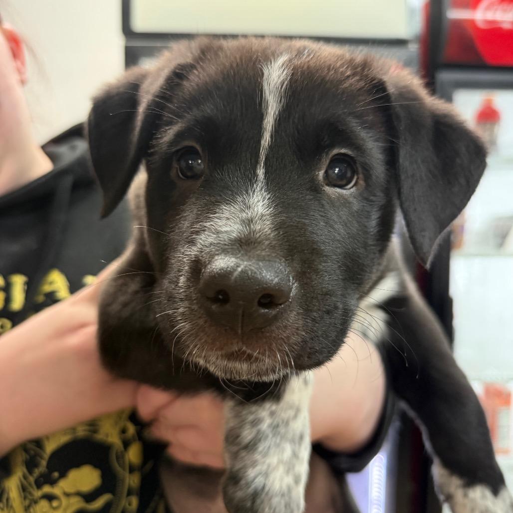 Salmonberry, a Adoptable mixed breed in Tacoma, WA image 5/6