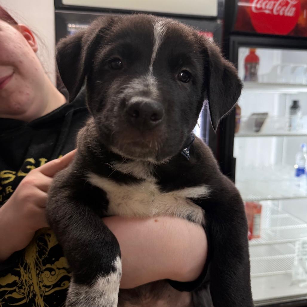 Salmonberry, a Adoptable mixed breed in Tacoma, WA image 6/6