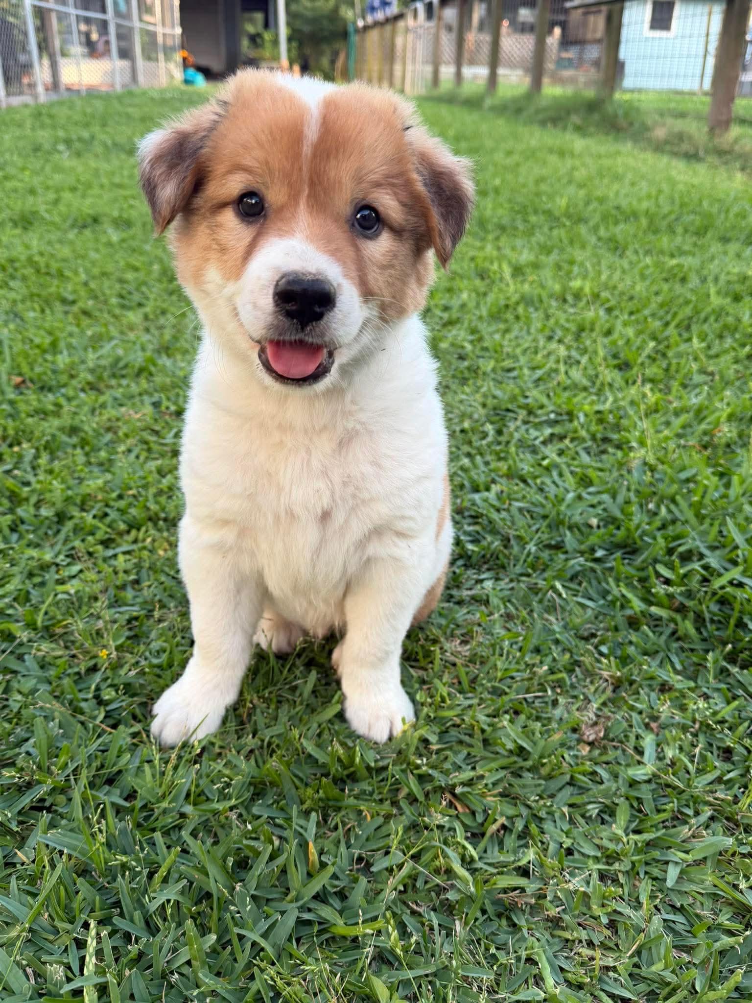 Beau, an adopted mixed breed in Bellevue, WA image 3/6
