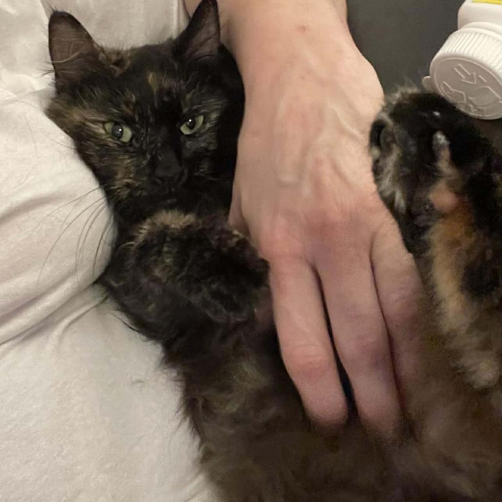 Fluffy Buttons, Adoptable, Adult Female Domestic Long Hair.