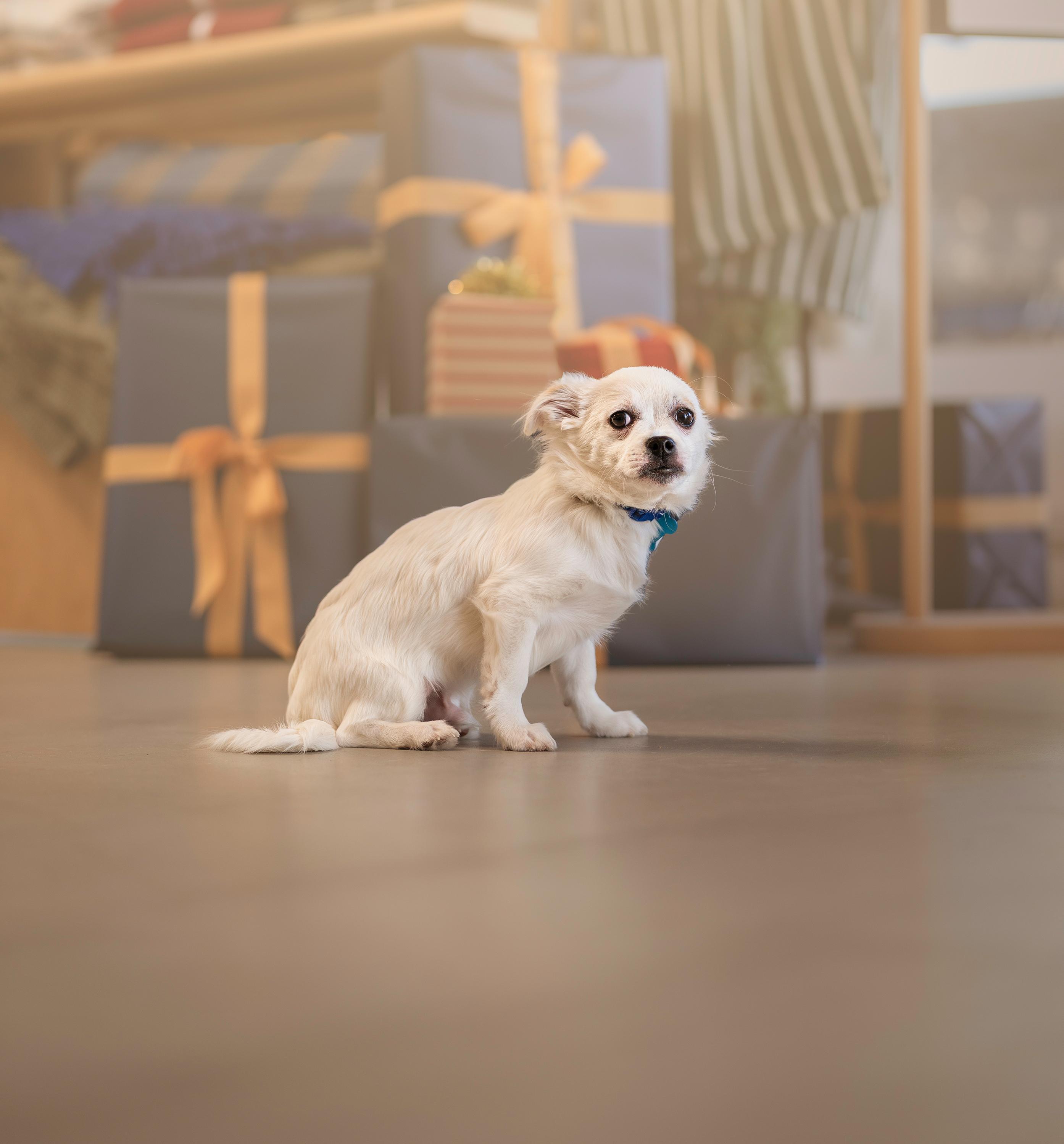 Jack White, Adoptable, Young Male Jack Russell Terrier & Corgi.