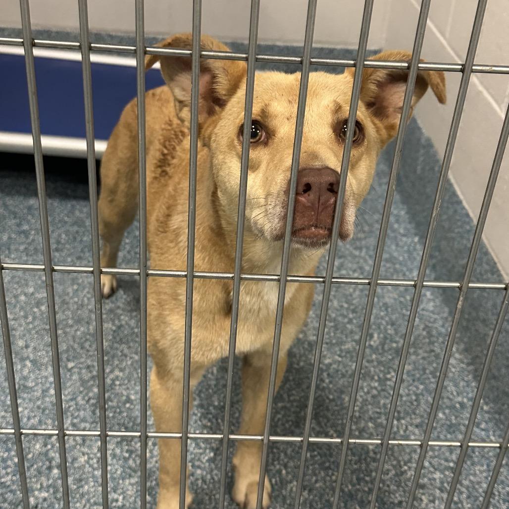 Ruby Tuesday, a Adoptable mixed breed in Greensboro, NC image 2/2