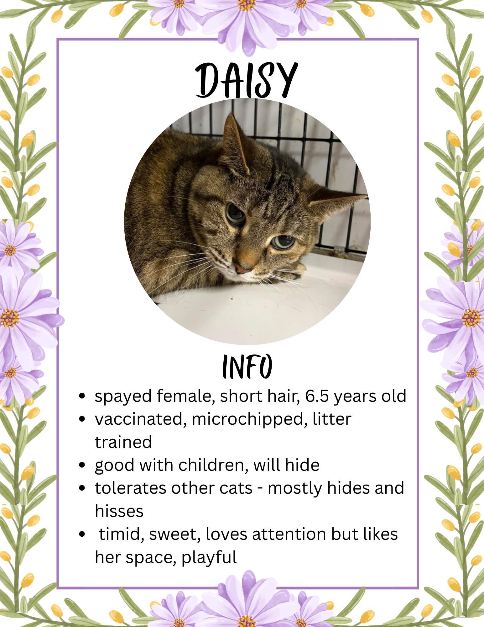 Daisy, ADOPTABLE, Adult Female Domestic Short Hair.