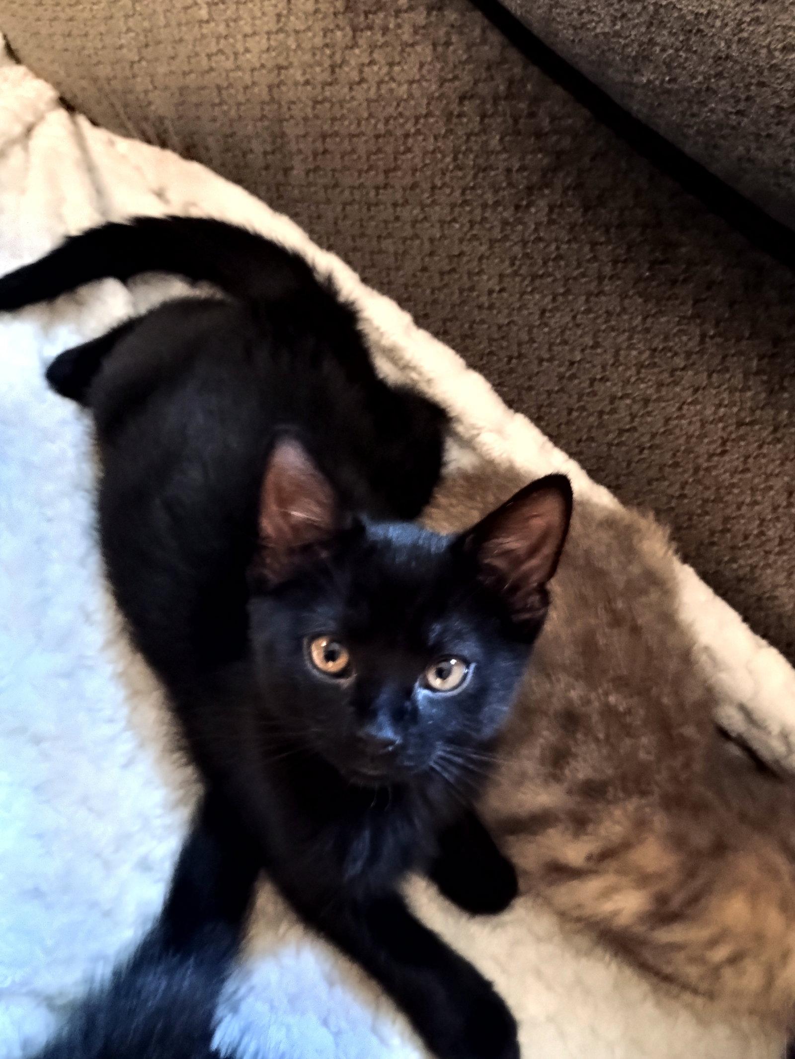 Jasmine, Adopted, Kitten Female Domestic Medium Hair.