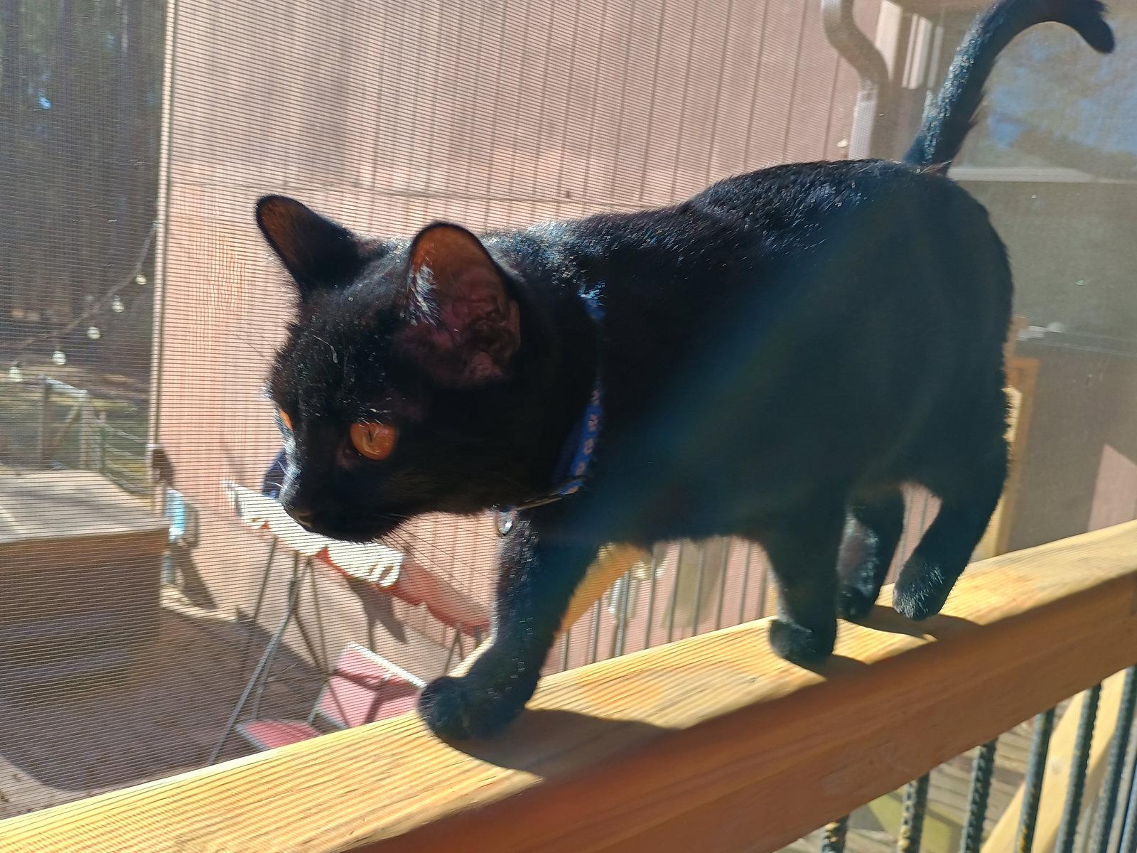 Enlarge Jasmine, a Adopted Domestic Medium Hair in Pittsboro, NC image 2/3