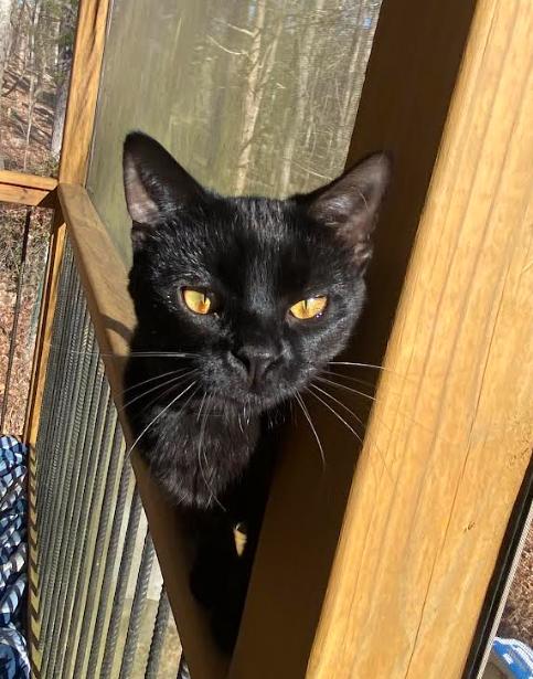 Enlarge Jasmine, a Adopted Domestic Medium Hair in Pittsboro, NC image 3/3