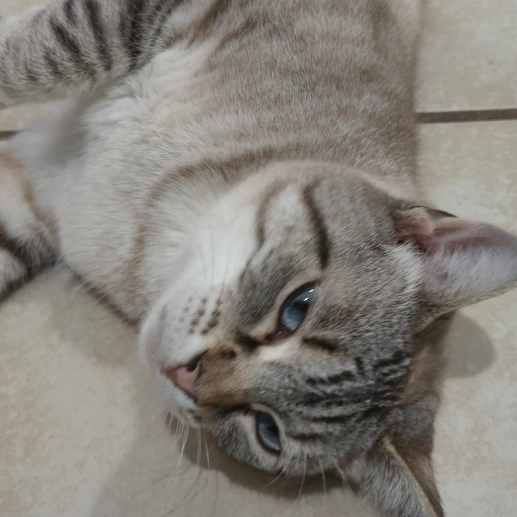 Molly, Adoptable, Adult Female Domestic Short Hair & Siamese.