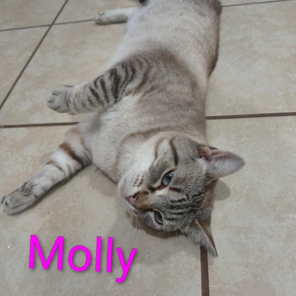 Enlarge Molly, a Adoptable mixed breed in Elwood, IN image 2/3