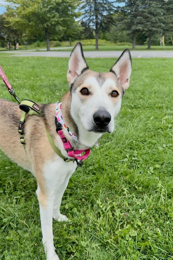 Kira, Adoptable, Adult Female Husky.