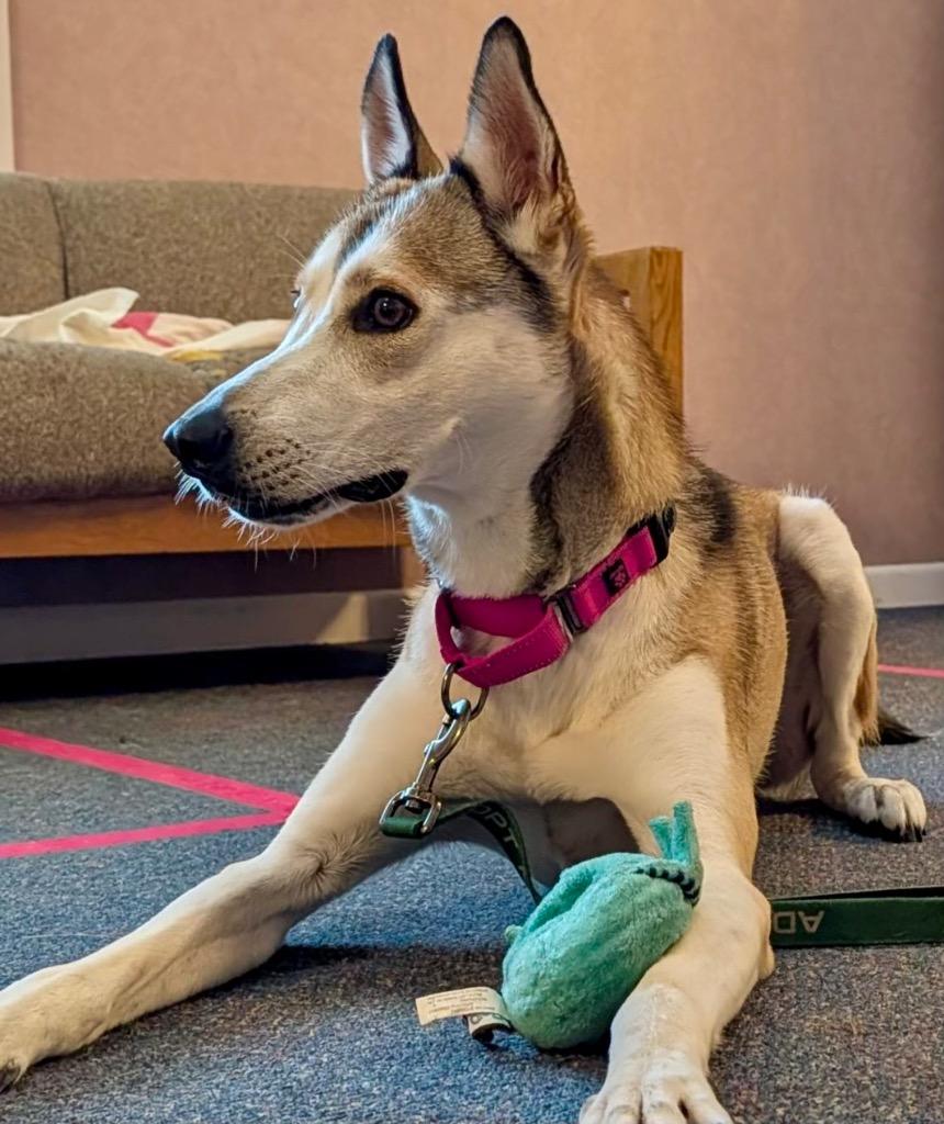 Enlarge Kira, a Adoptable mixed breed in Gloversville, NY image 2/4