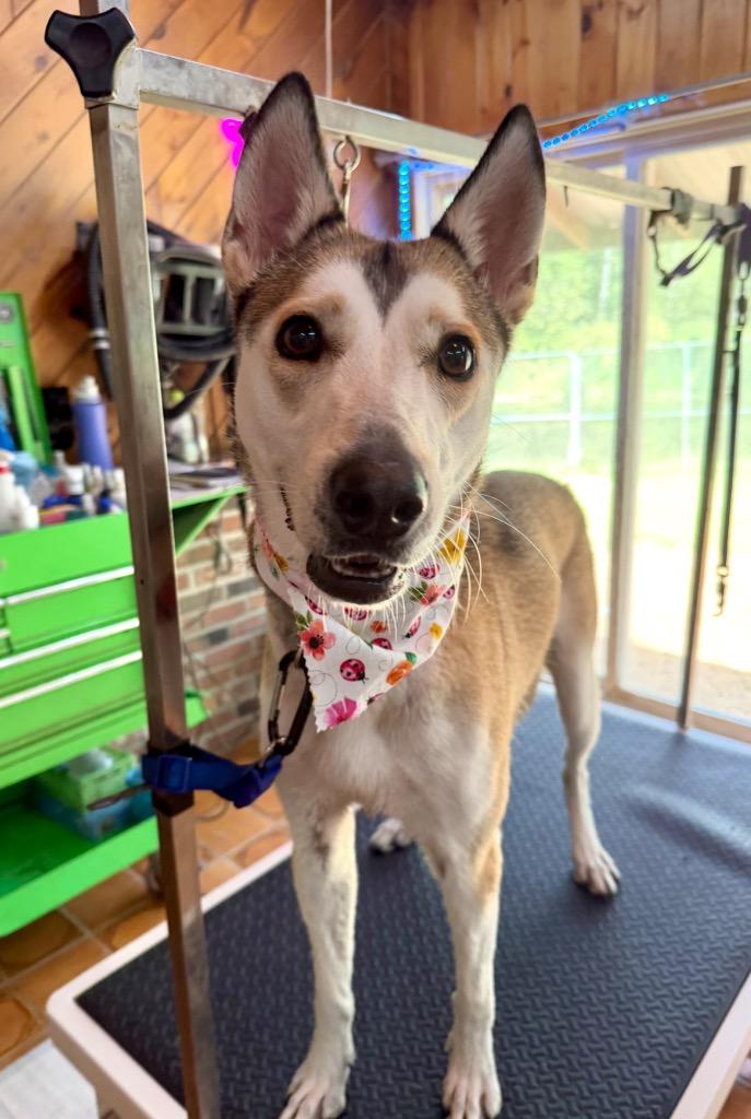 Enlarge Kira, a Adoptable mixed breed in Gloversville, NY image 3/4