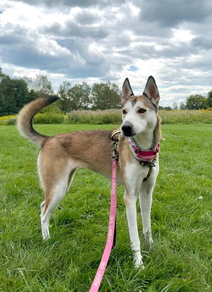 Enlarge Kira, a Adoptable mixed breed in Gloversville, NY image 4/4