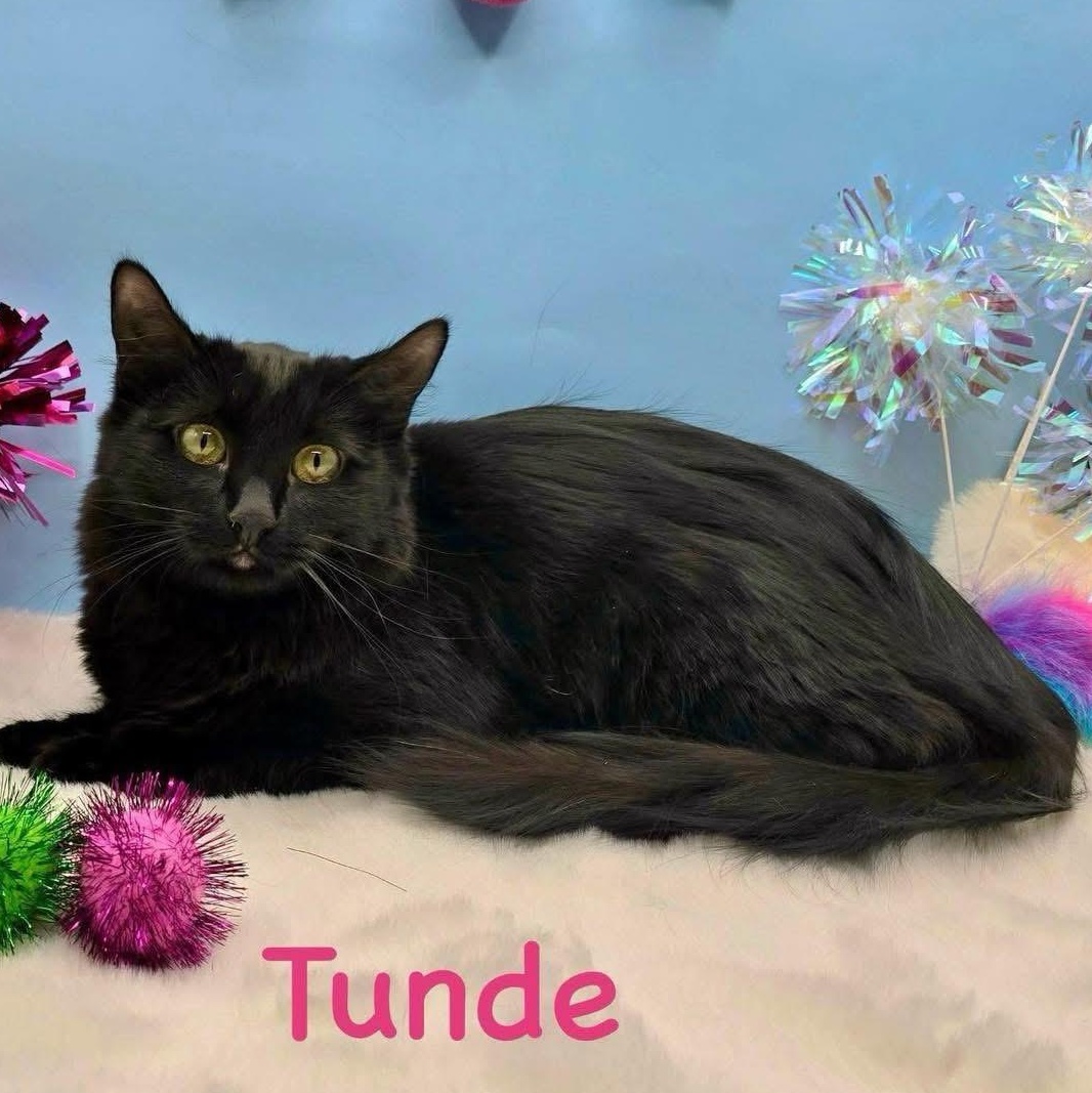 Tunde, Young Female Domestic Medium Hair