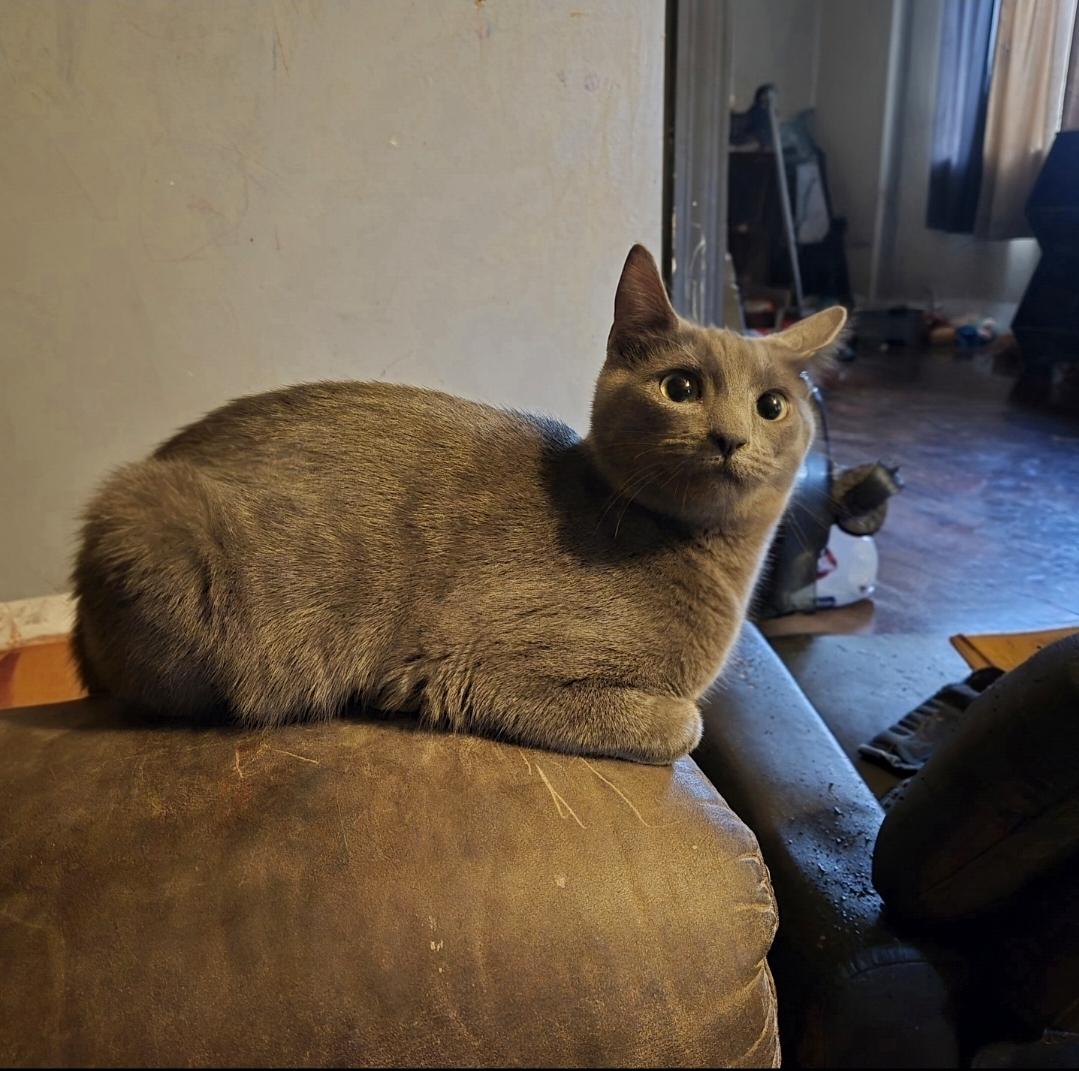 Papaya, ADOPTABLE, Young Female American Shorthair.