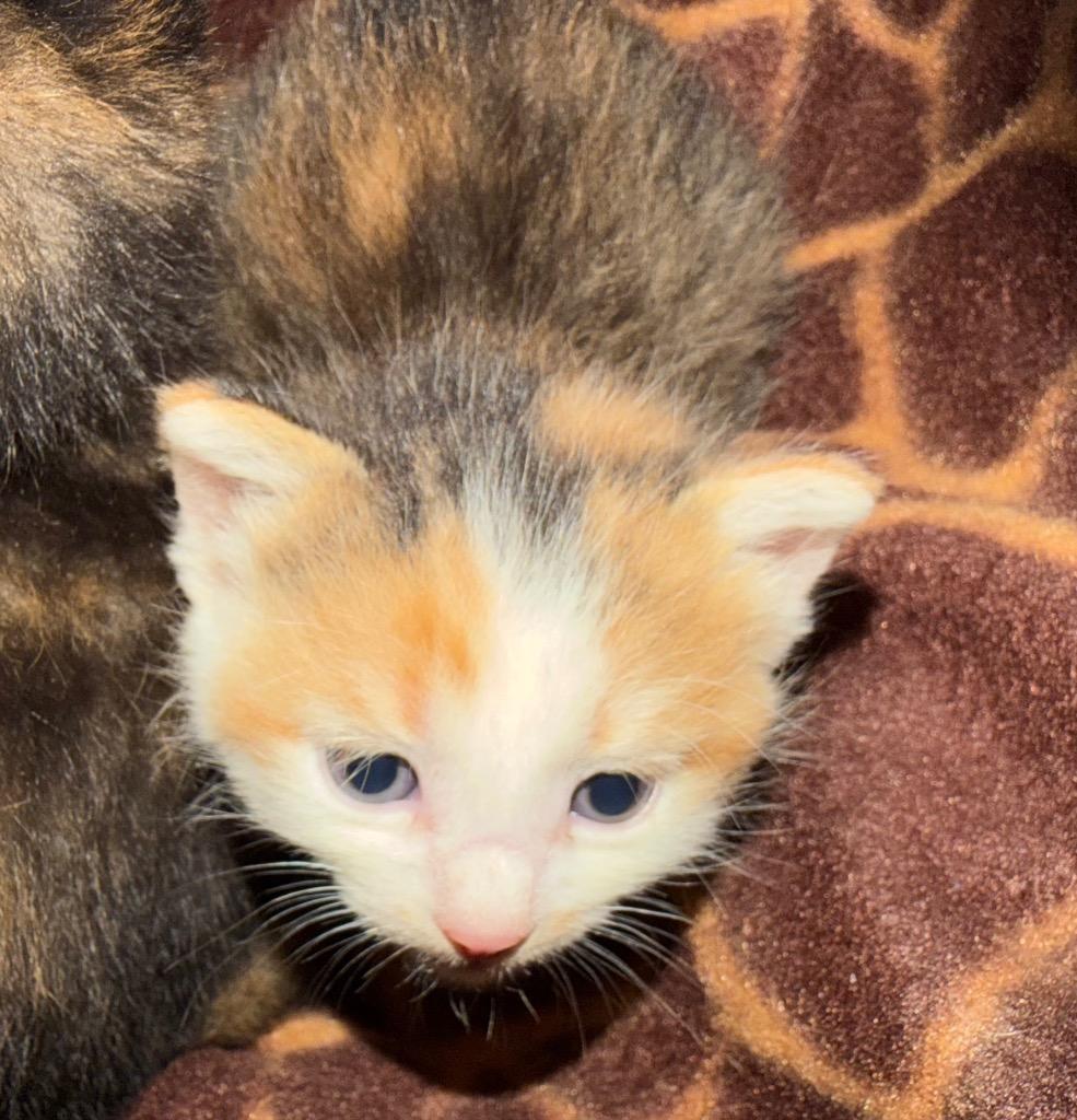 Enlarge Carlsbad, a Adoptable mixed breed in Burnsville, NC image 2/2