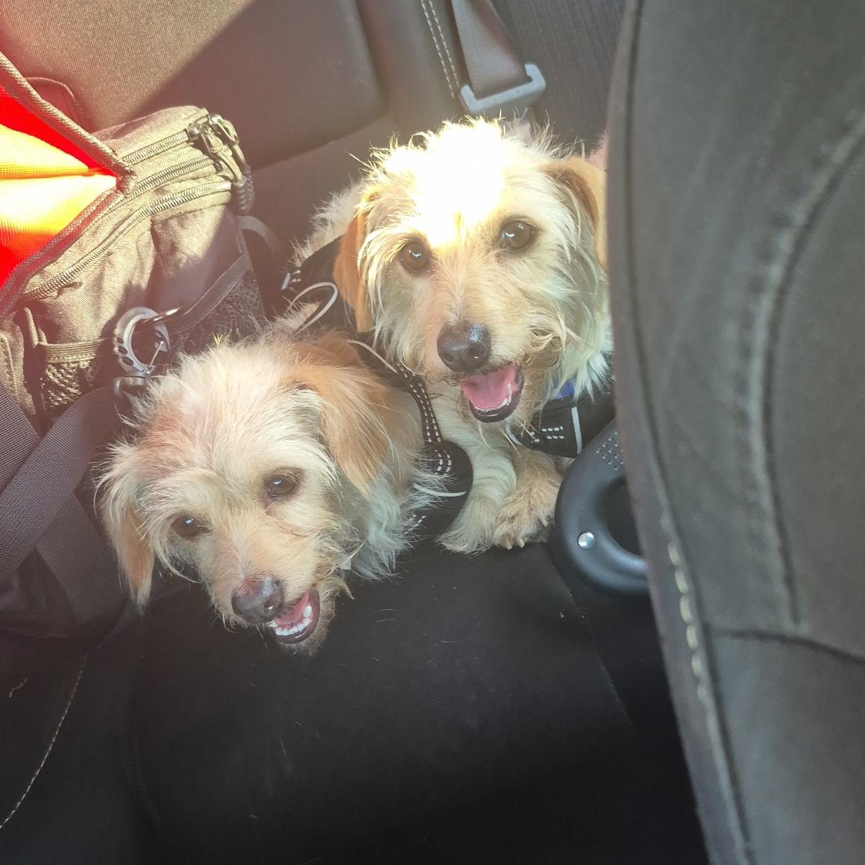 Larry and Darrell, a ADOPTABLE mixed breed in Garland, TX image 1/3