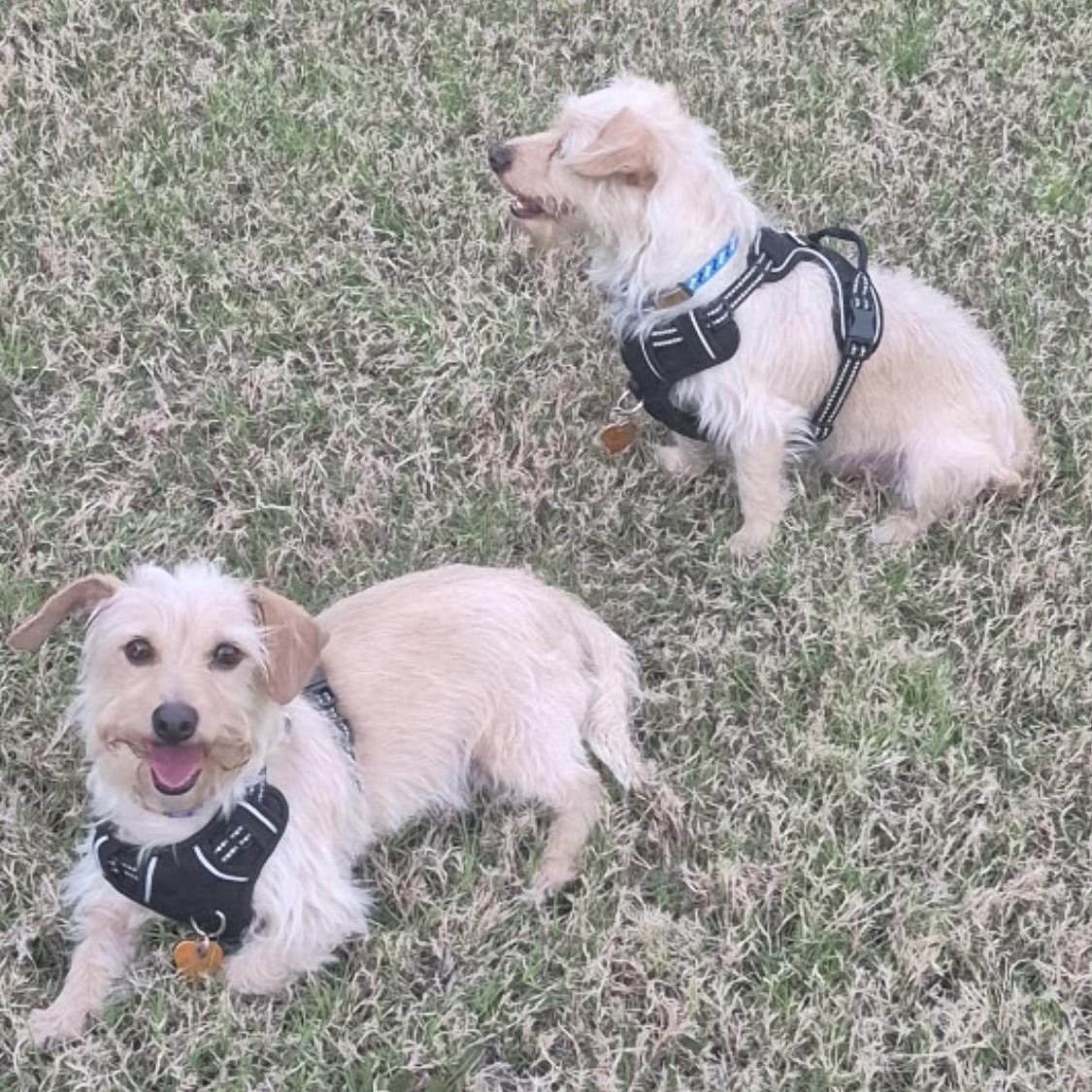 Larry and Darrell, a ADOPTABLE mixed breed in Garland, TX image 2/3