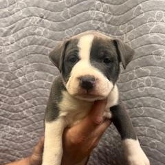 Enlarge Eloise, an adopted mixed breed in Lodi, CA image 4/5