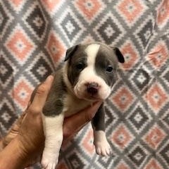 Enlarge Eloise, an adopted mixed breed in Lodi, CA image 2/5