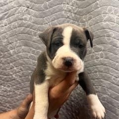 Enlarge Eloise, an adopted mixed breed in Lodi, CA image 5/5