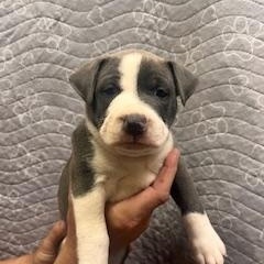 Enlarge Eloise, an adopted mixed breed in Lodi, CA image 1/5