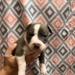 Enlarge Eloise, an adopted mixed breed in Lodi, CA image 3/5