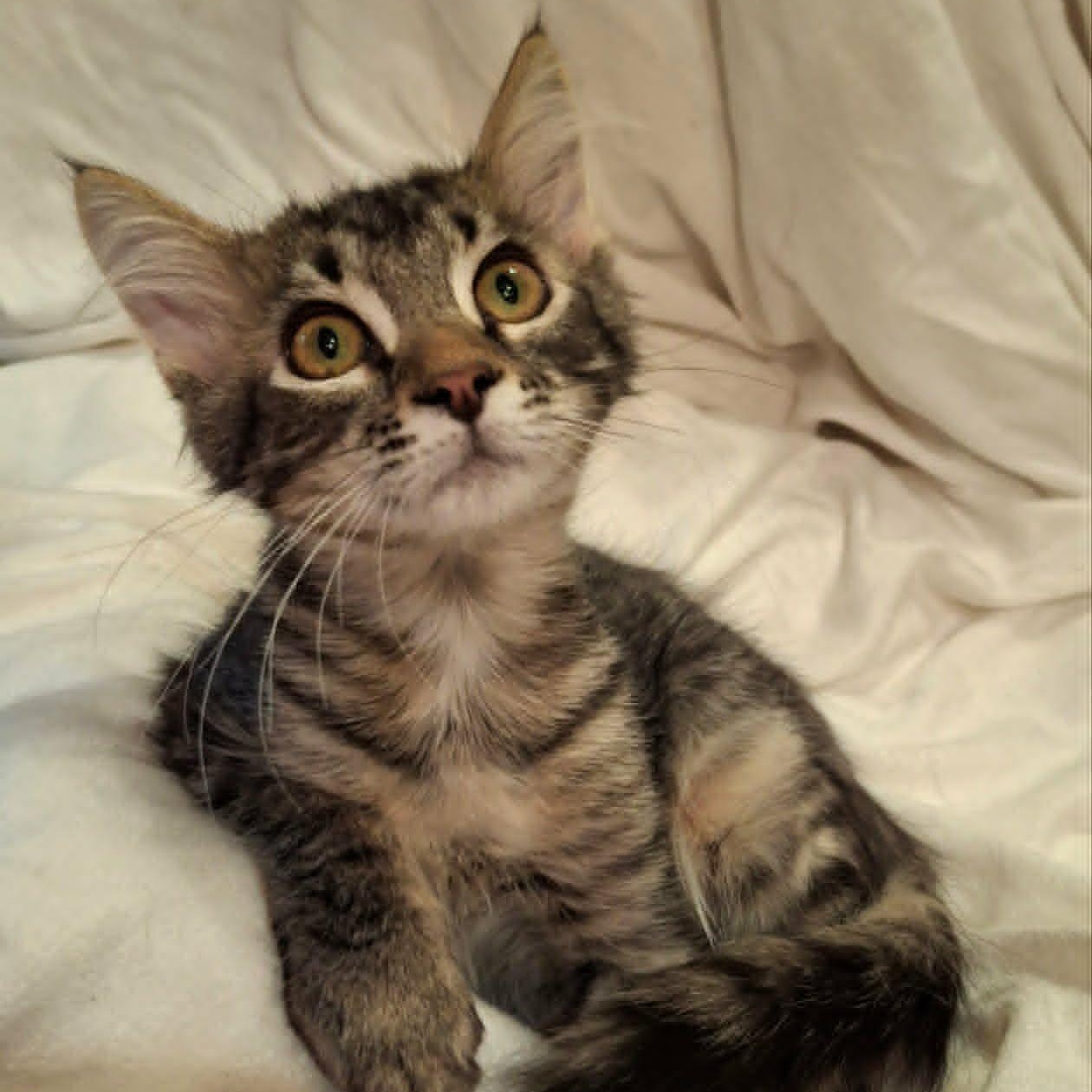 Enlarge Lionhead (Whiskers Society), a Adopted Domestic Medium Hair in Watertown, WI image 2/5