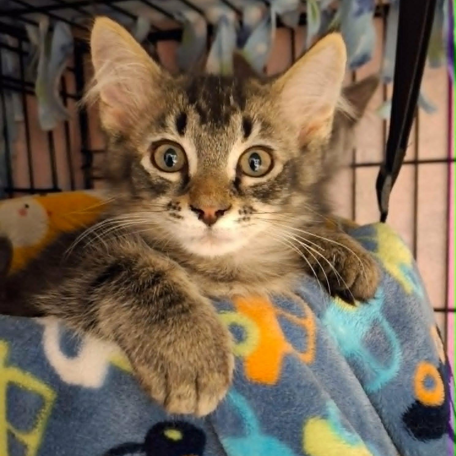 Enlarge Lionhead (Whiskers Society), a Adopted Domestic Medium Hair in Watertown, WI image 1/5