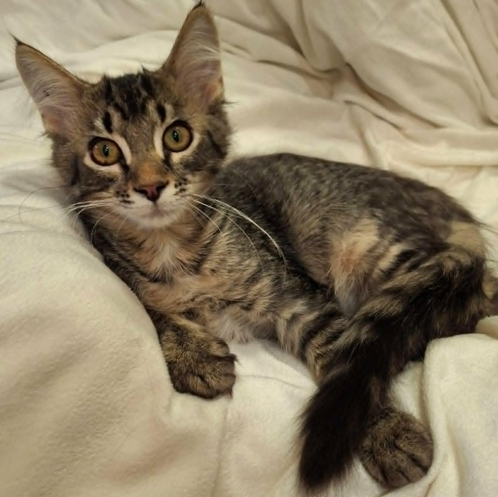 Enlarge Lionhead (Whiskers Society), a Adopted Domestic Medium Hair in Watertown, WI image 4/5