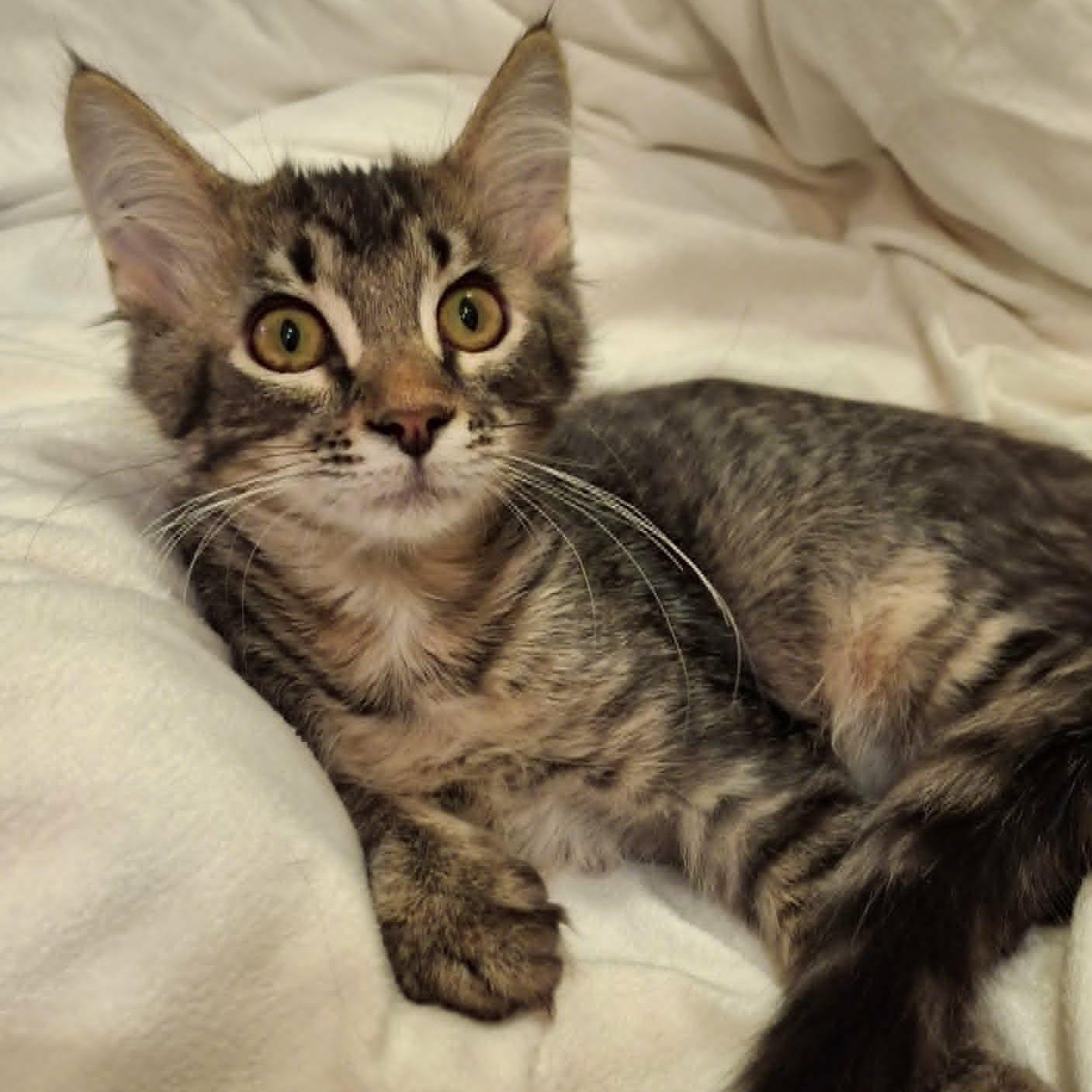 Enlarge Lionhead (Whiskers Society), a Adopted Domestic Medium Hair in Watertown, WI image 5/5