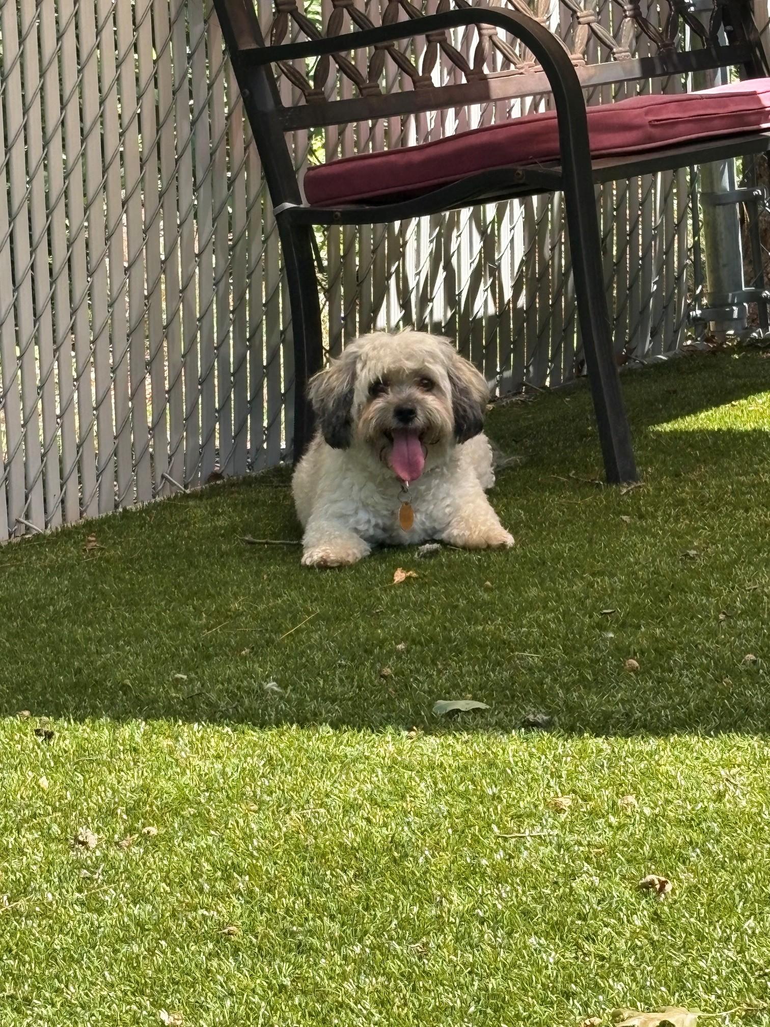 Fifi, an adopted Shih Tzu in Kingston, MA image 4/6