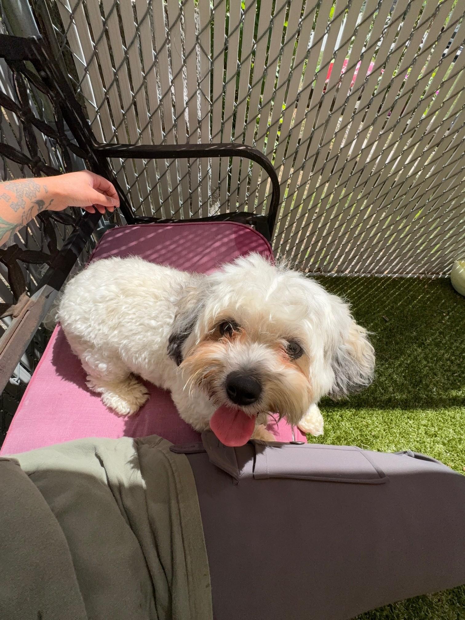 Fifi, an adopted Shih Tzu in Kingston, MA image 5/6