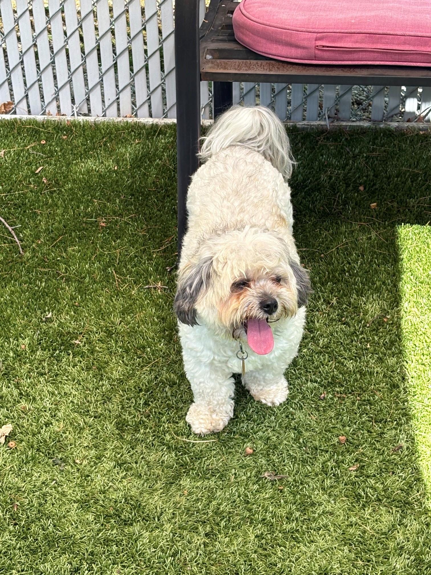 Fifi, an adopted Shih Tzu in Kingston, MA image 3/6