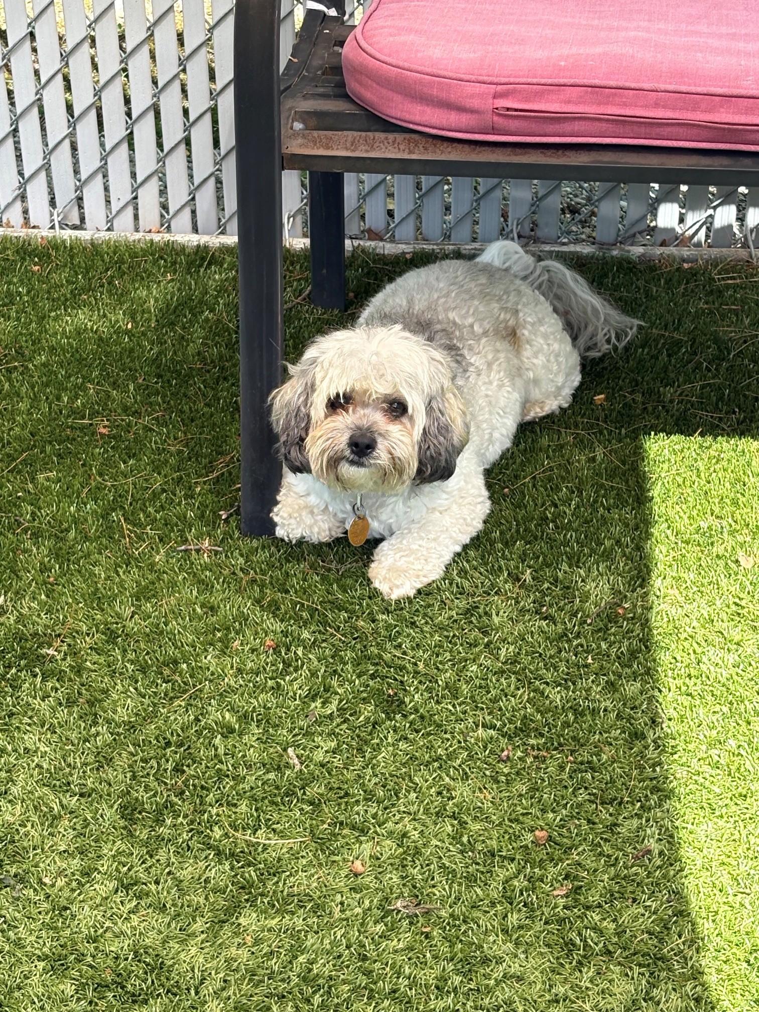 Fifi, an adopted Shih Tzu in Kingston, MA image 2/6