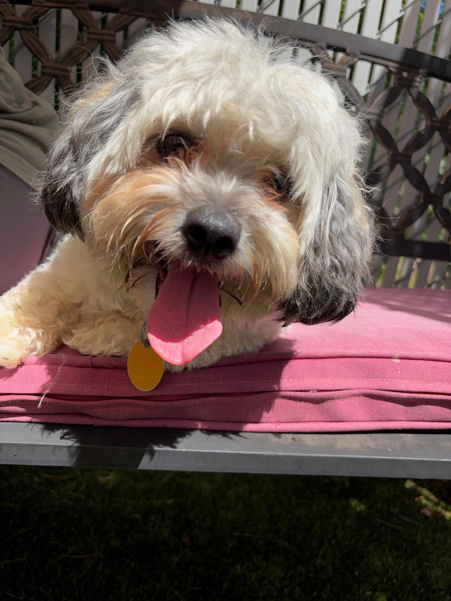 Fifi, an adopted Shih Tzu in Kingston, MA image 1/6