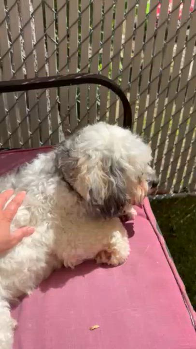 Enlarge Fifi, an adopted Shih Tzu in Kingston, MA video 6/6