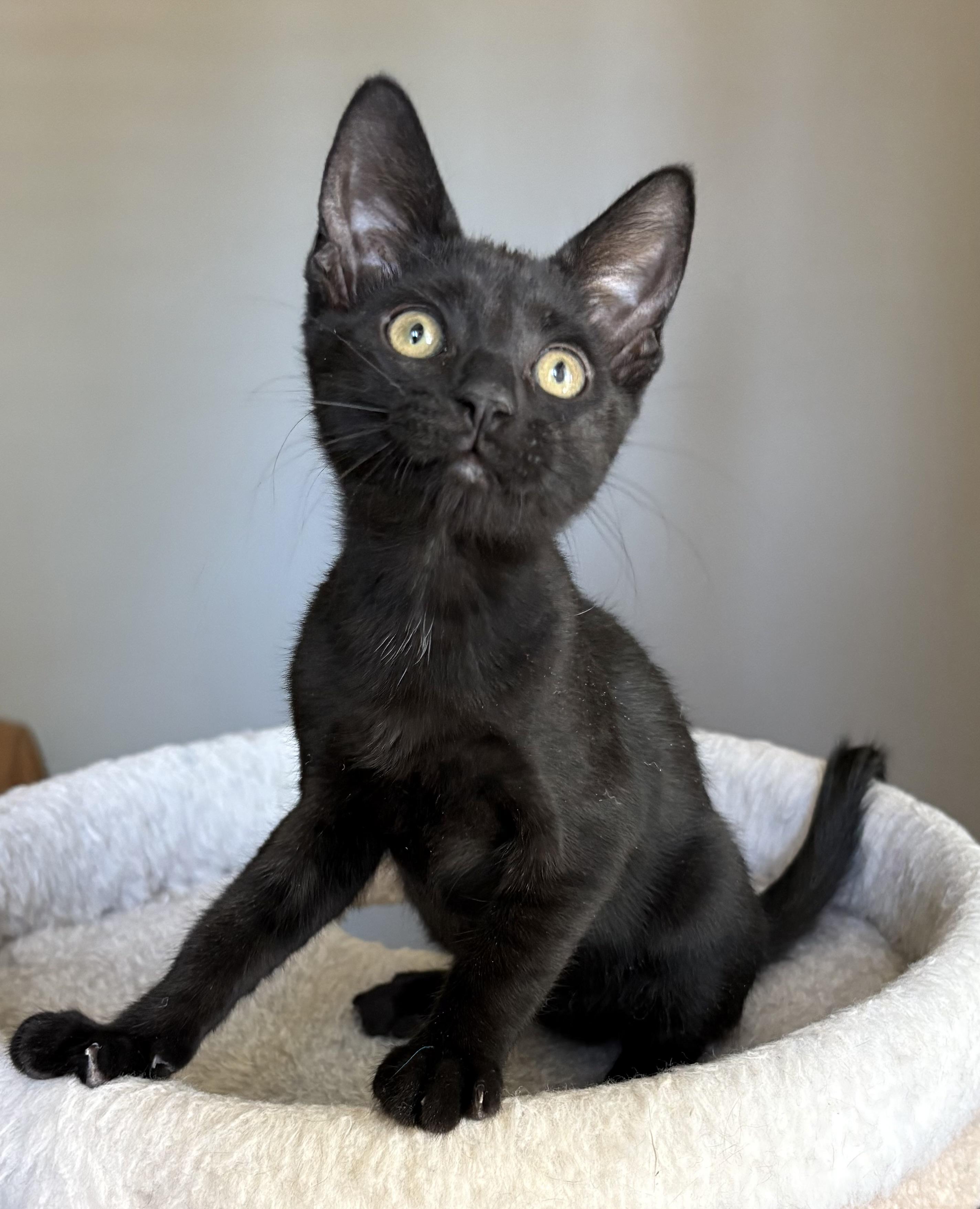 Enlarge Pipet, an adopted Domestic Short Hair in Oracle, AZ image 2/5
