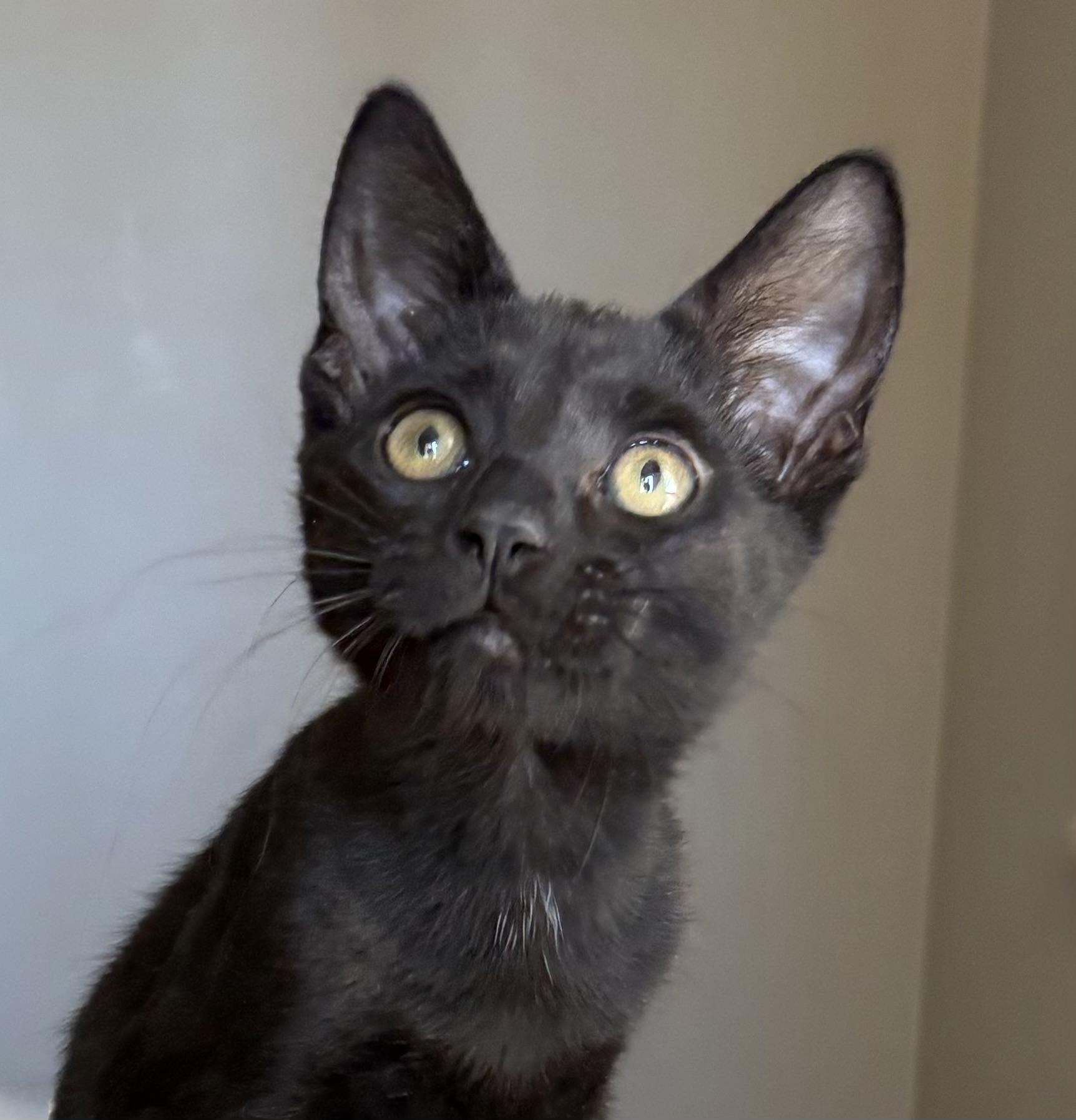 Enlarge Pipet, an adopted Domestic Short Hair in Oracle, AZ image 1/5