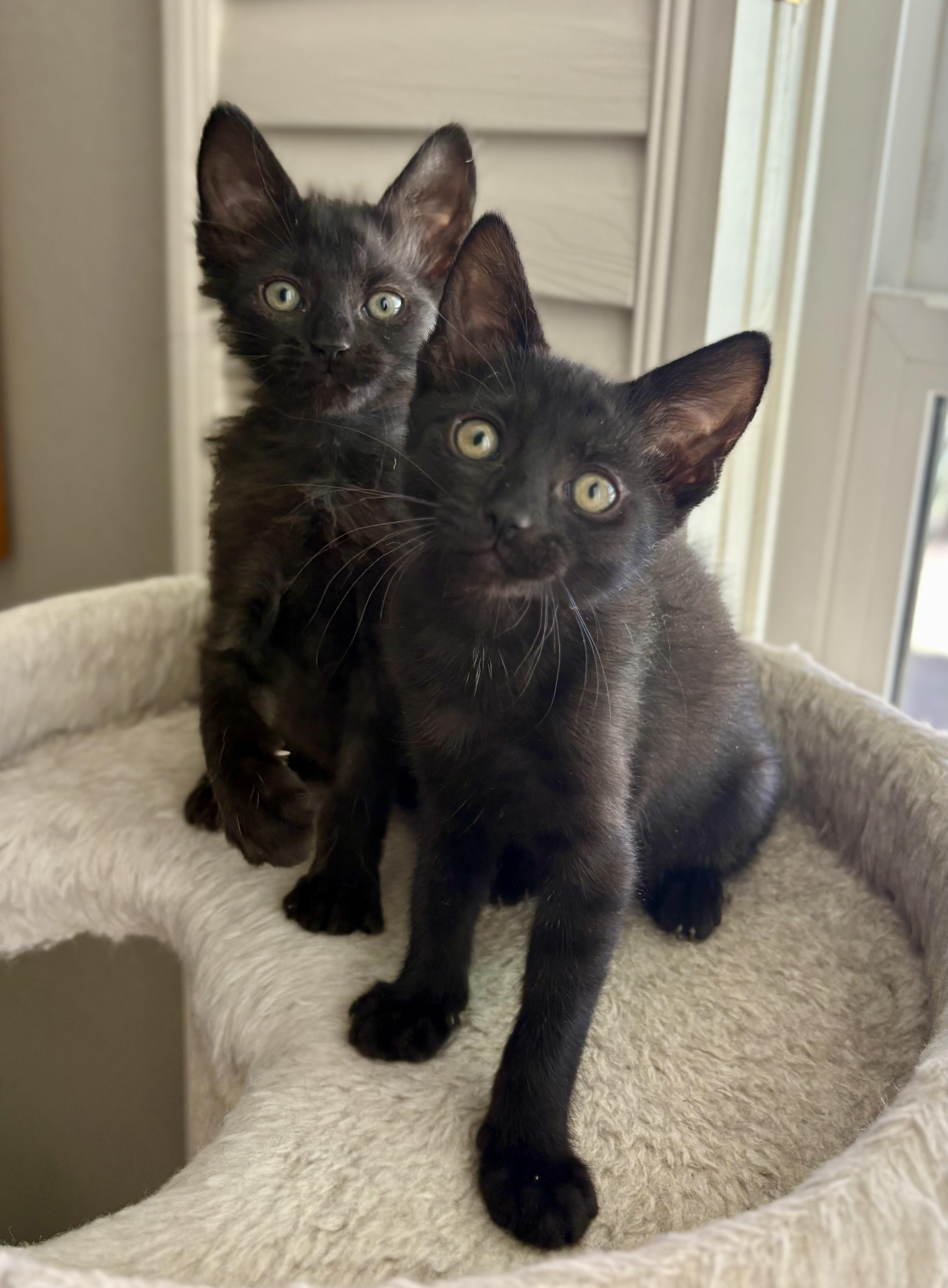 Enlarge Puffin and Pipet, a ADOPTABLE Domestic Medium Hair in Oracle, AZ image 1/3