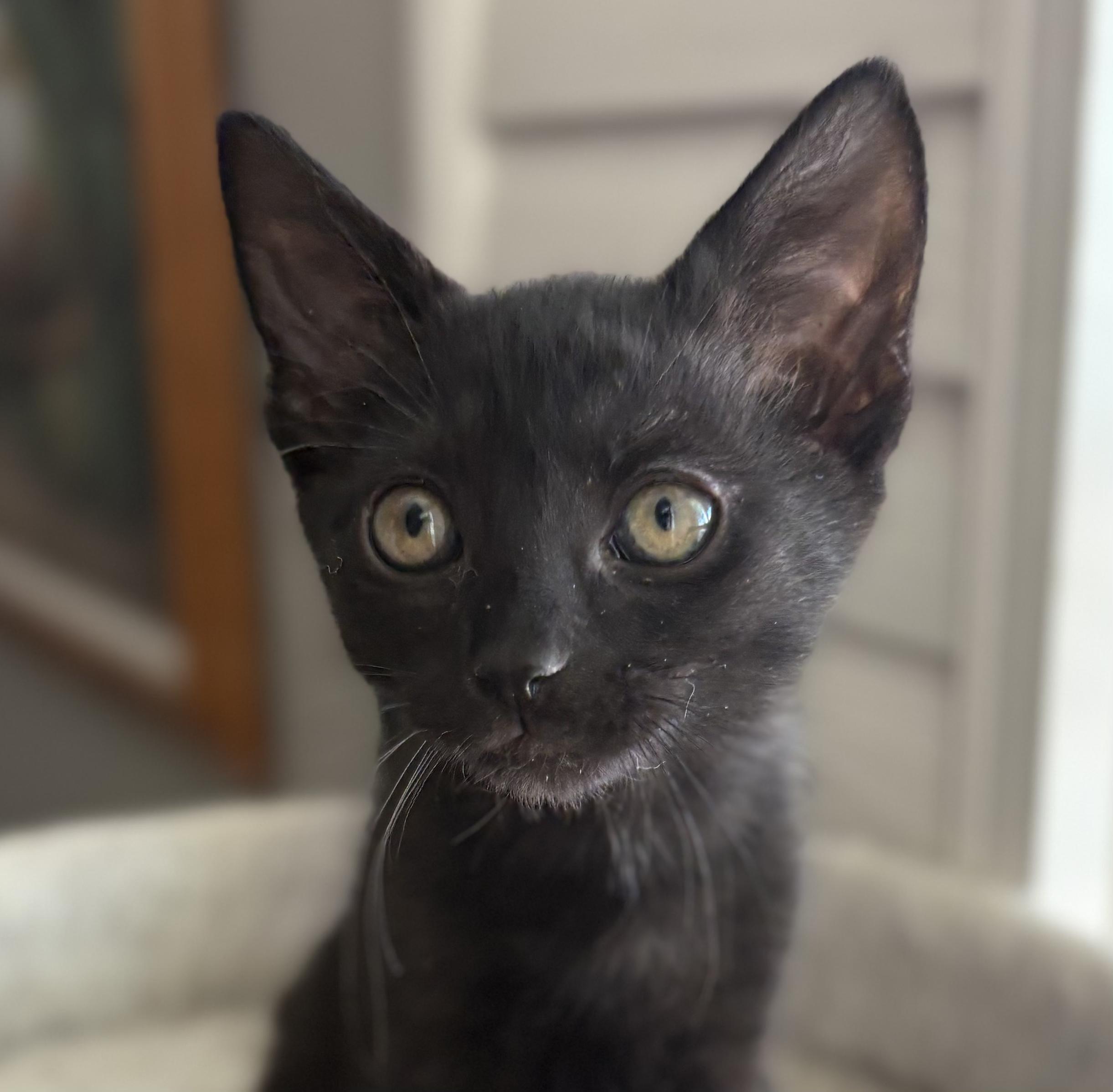 Enlarge Puffin and Pipet, a ADOPTABLE Domestic Medium Hair in Oracle, AZ image 2/3