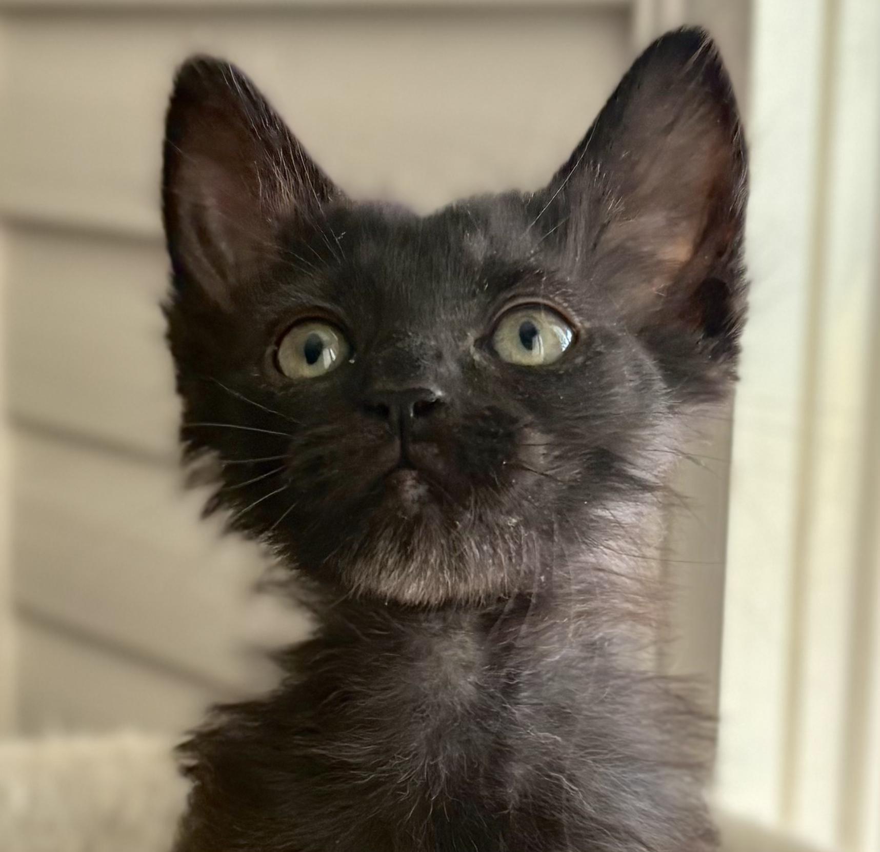 Enlarge Puffin and Pipet, a ADOPTABLE Domestic Medium Hair in Oracle, AZ image 3/3