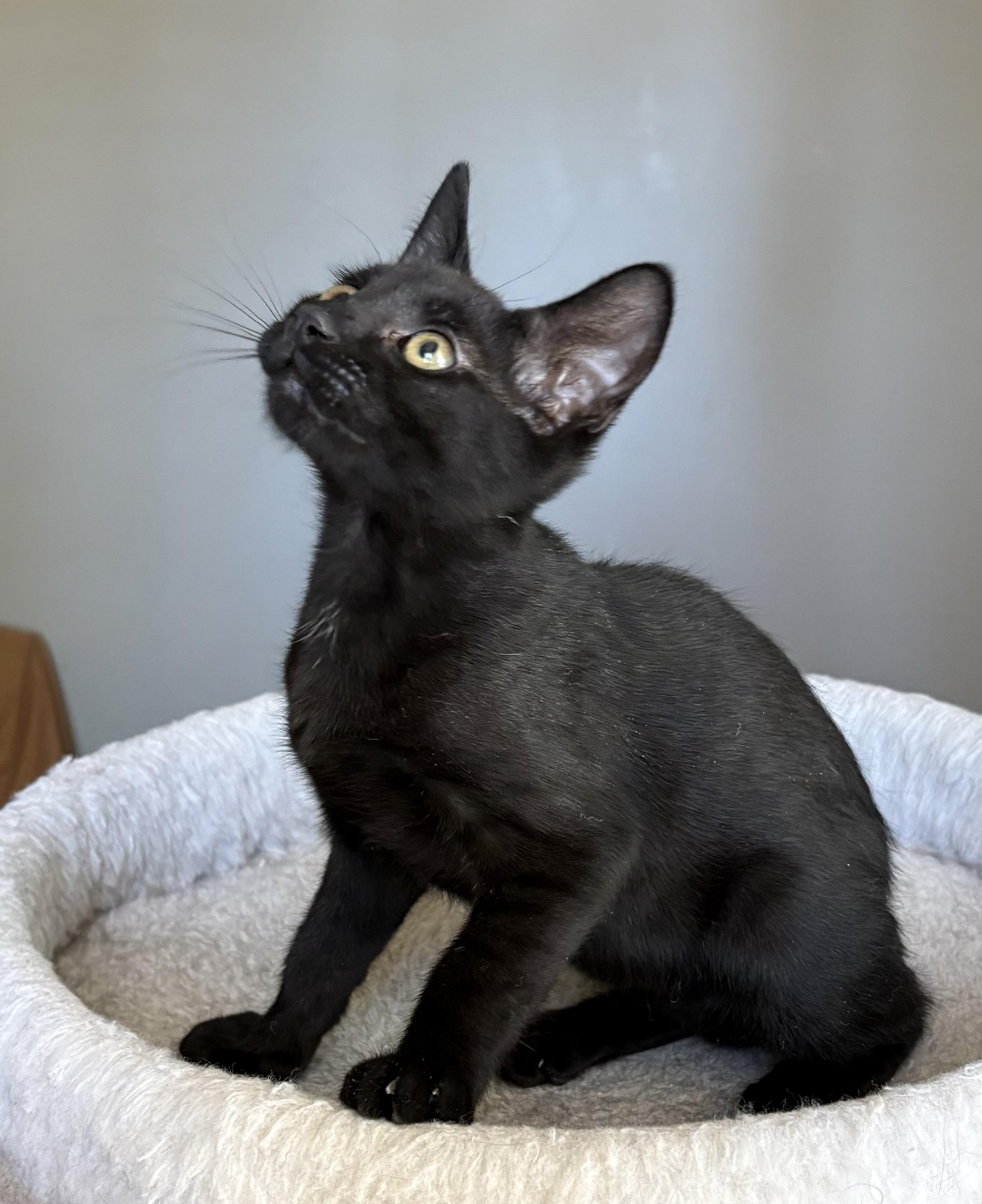 Enlarge Pipet, an adopted Domestic Short Hair in Oracle, AZ image 4/5