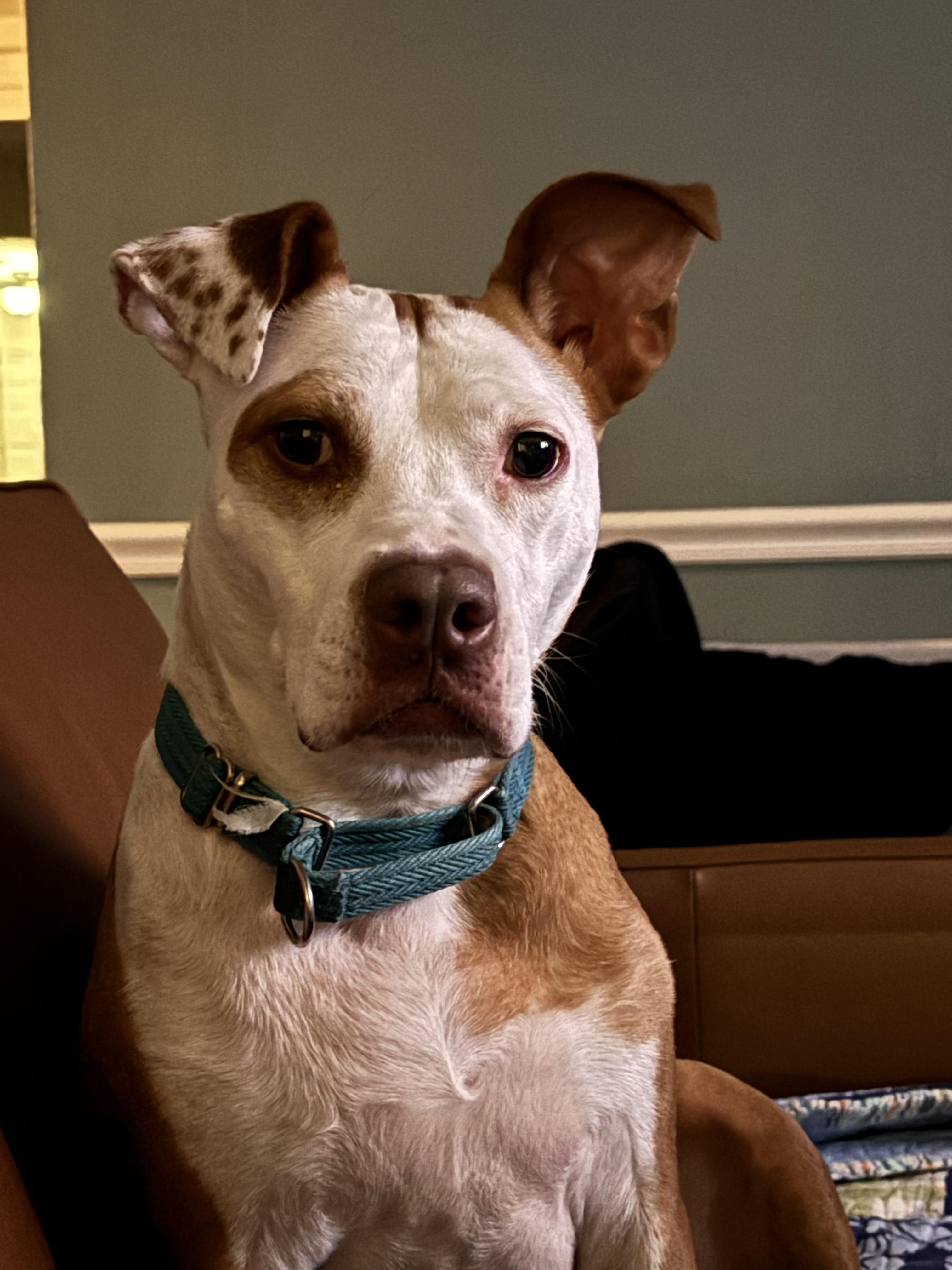 Lucy, a Adoptable mixed breed in Falls Church, VA image 2/4